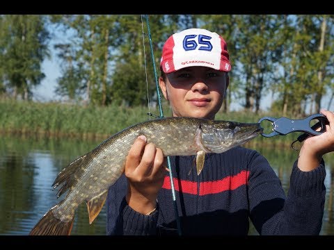 Видео: Окуни и щуки на крэнки и раттлины. Очередной срез флюра))