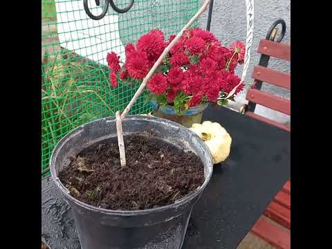 Видео: І знову розпаковка🍁. Посилка по обміну.🍁 Саджанець хурми.🍁