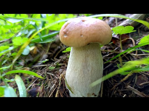 Видео: Хорошо погулял и корзину благородных грибов набрал! 19.09.2025