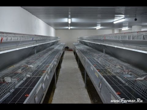 Видео: Промышленное кролиководство. Содержание и разведение