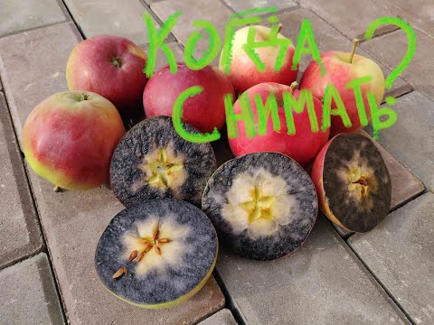 Видео: Когда собирать яблоки на хранение. Зимние сорта яблок. Летние сорта яблок. Саженцы плодовых деревьев