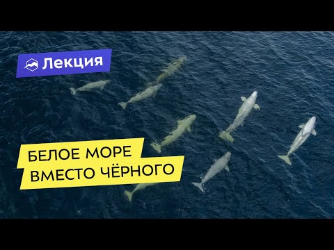 Видео: Белое море вместо Чёрного. Отдых в Карелии