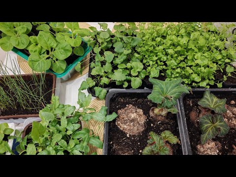 Видео: Новости с подоконника в конце апреля. К переезду готовы!