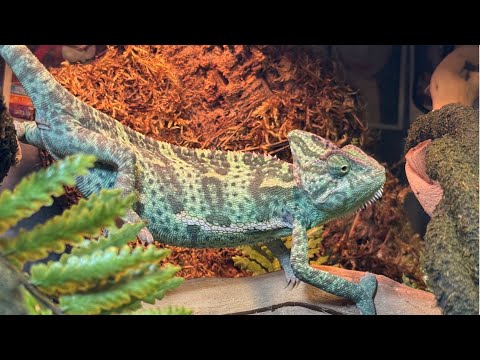 Видео: будни Сачико