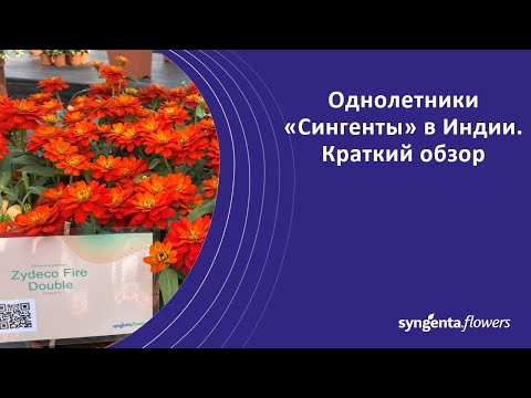 Видео: Однолетники в Индии. Обсуждение специалистами "Сингенты". Часть 1