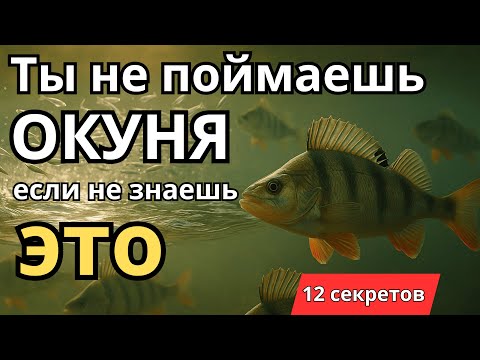 Видео: Секреты осенней рыбалки на окуня для новичков и профи