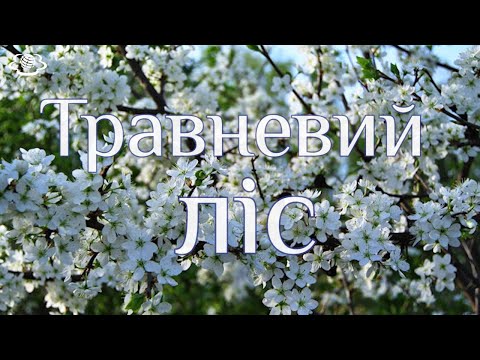 Видео: Травневий ліс