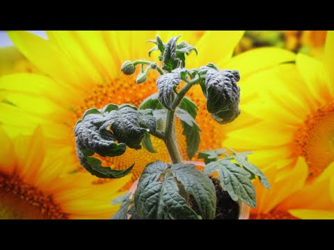 Видео: Томаты серии Томатный Гном - какие они в рассаде? Как их формировать,чтобы получить богатый урожай?