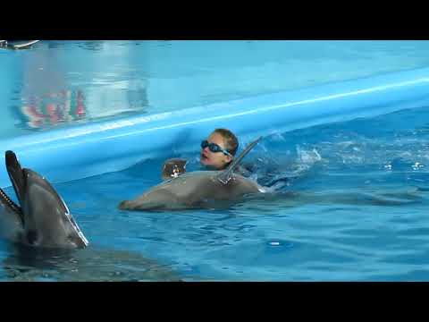 Видео: Плавание с дельфинами, Минск