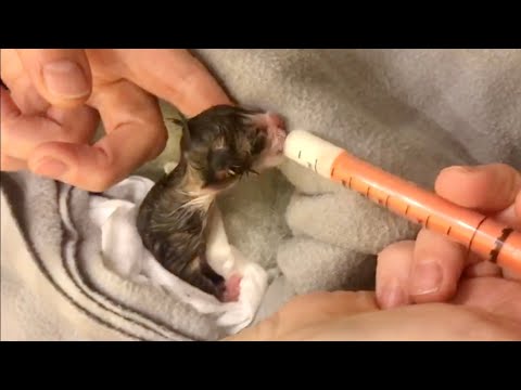 Видео: Спасение новорождённого котёнка!!! Как его выходить ?