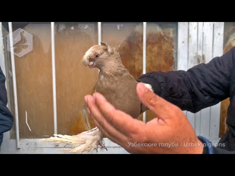 Видео: Птичий рынок г. Ташкент - ГОЛУБИ (05.03.2022) / Uzbek Pigeons / Usbekische tauben