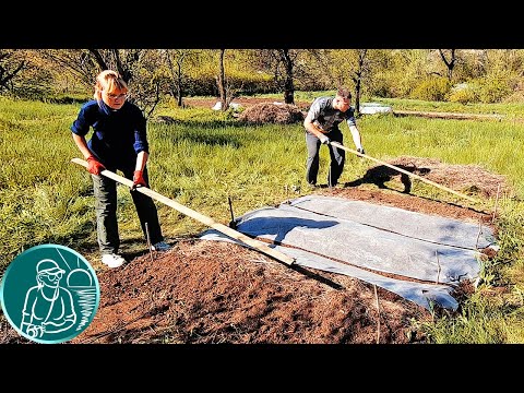Видео: 🏆 Рекорд без полива 🥔 Посадка картофеля без полива в жаре и засухе 🌱 От посадки до сбора урожая