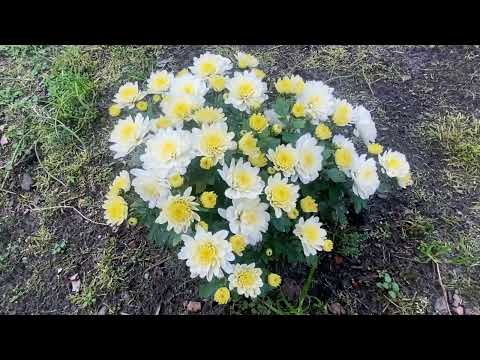 Видео: Красота поздней осени