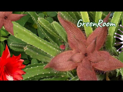 Видео: Комнатные растения с солнечного острова.