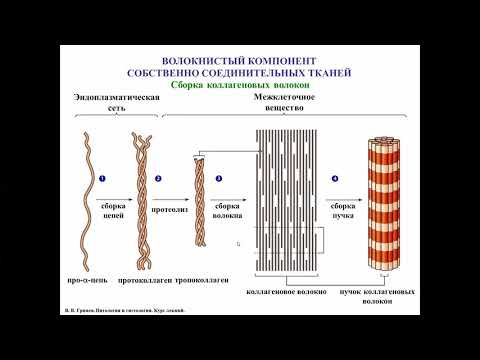 Видео: Собственно соединительные ткани, волокнистый компонент