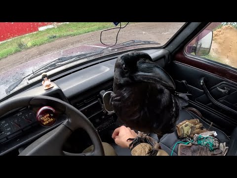 Видео: С вороном в лес на ниве! Что думаю на счет машины спустя год эксплуатации. Собираем грибы.
