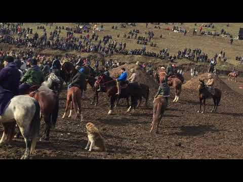 Видео: Буз дар майдони чавалай