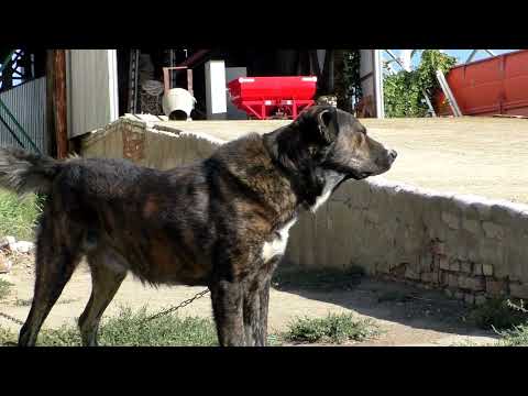 Видео: 2024 г  В гостях у Артура в Гулькевичах