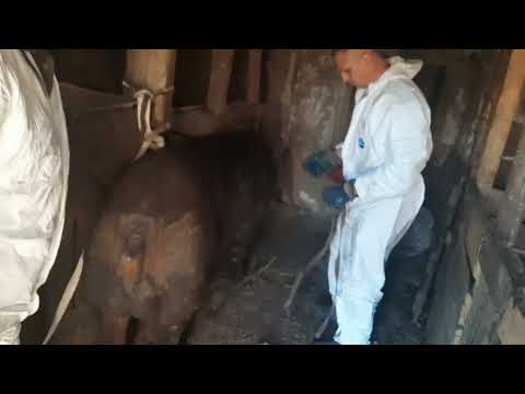 Видео: 18+ кастрация Бори. Видео не для впечатлительных.