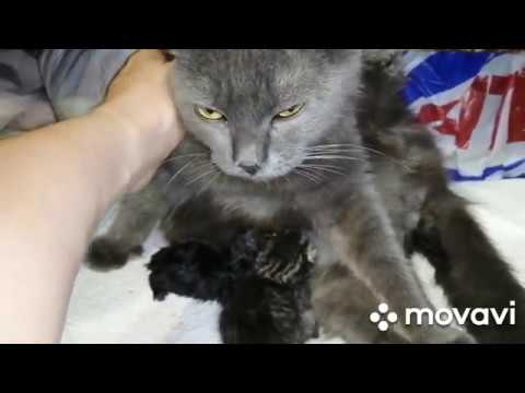 Видео: Роды шотландской вислоухой. У нас родились котята. 64-65 день беременности.