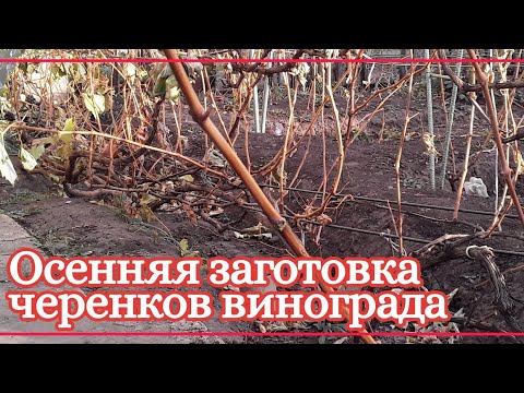 Видео: Заготовка черенков винограда. Заготовка и хранение черенков винограда.