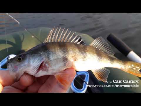 Видео: Рыбалка на Андреевском озере в Тюмени, Akkoi ловит окуней с берега и с лодки