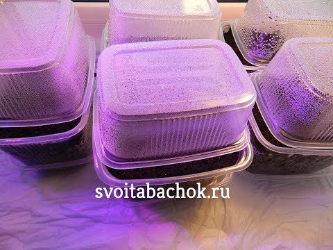 Видео: Досвечивание рассады ( выращивание табака 2019 ) часть 2