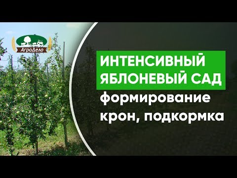 Видео: Закладка интенсивного яблоневого сада - формирование кроны, подготовка земли, подкормка деревьев.