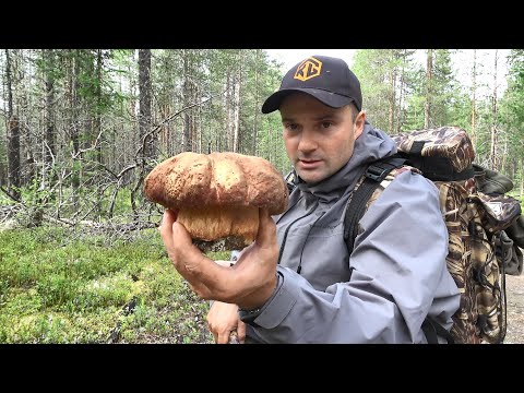 Видео: БЕЛЫЕ ГРИБЫ ВЕЗДЕ!!! БОРОВИКИ ВЫШЛИ, УСПЕВАЙ СОБИРАТЬ. ВЫЕЗД ЗА ГРИБАМИ НА ЛОДКЕ МАРК 370.