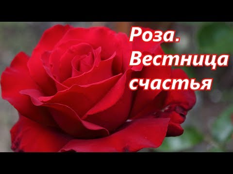 Видео: Роза.  Вестница счастья