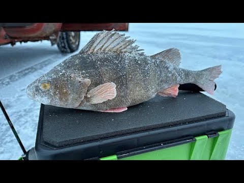 Видео: ❄️Зимняя рыбалка 🎣 12 февраля 2024 Большие окуни в районе д. Дубно.