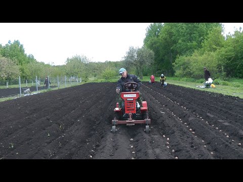 Видео: МТ 110,Ока,Корона  Посадка картофеля  2024