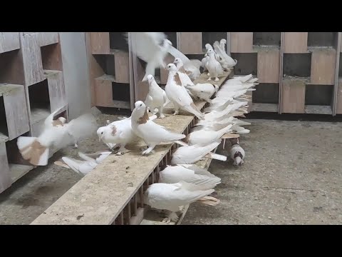 Видео: Шейки которые везде держали Армяне