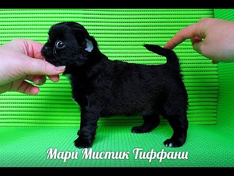 Видео: РАЗВЕДЕНИЕ ПОРОДЫ ЧИХУА - ОТВЕТЫ НА ВОПРОСЫ #КУПИТЬ ЩЕНКАЧИХУАПРОДАЮ( ПИТОМНИК "МАРИ МИСТИК" )