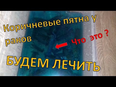 Видео: Болезнь АККР,опалины у раков, лечение АККР