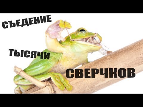 Видео: Ночная экскурсия в зоокоме. Кормление лягушек. Food for frogs