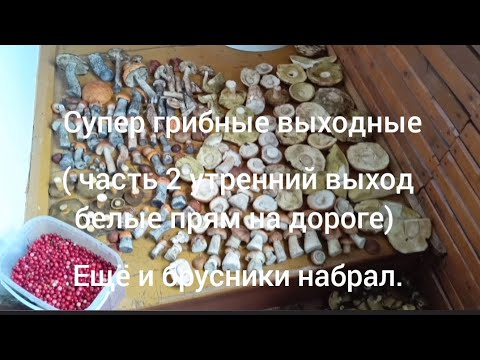 Видео: Супер грибные выходные ( часть 1 - утренний выход белые под ногами ещё и брусники набрал) 