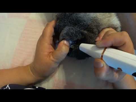 Видео: Убираем зубной камень у собак! Скалер ультразвуковой.