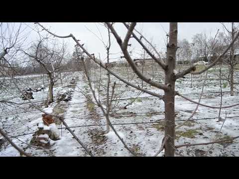 Видео: Важливий обробіток саду восени