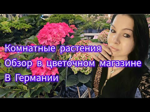 Видео: КОМНАТНЫЕ РАСТЕНИЯ ОБЗОР В ЦВЕТОЧНОМ МАГАЗИНЕ В ГЕРМАНИИ #цветы #garden #обзор #top #today #