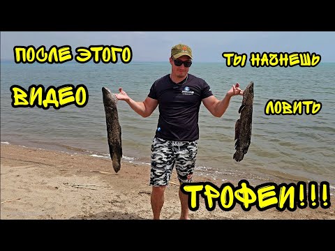 Видео: Рыбалка на Капчагае: монстр-змееголов и большой улов! #рыбалка #змееголов #алматы