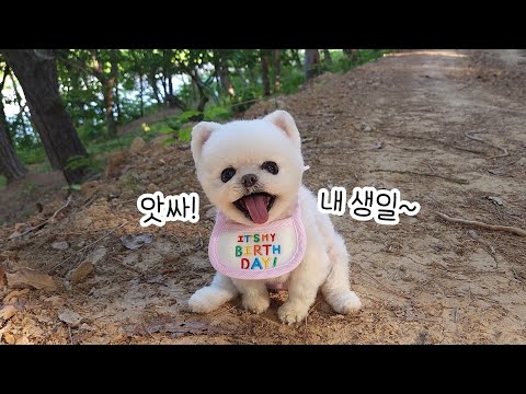 Видео: Мама заплакала во время трансляции дня рождения питомца