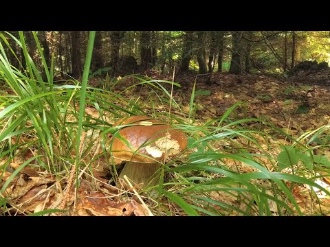 Видео: Только белые грибы! Начало грибного сезона в августе 21-го.