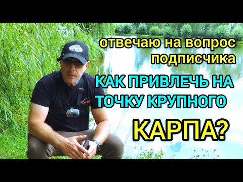 Видео: Как привлечь на точку крупного карпа? 