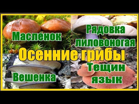 Видео: Осенние грибы где собирать как готовить / Съедобные осенние грибы тихая охота