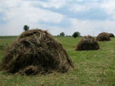 Видео: Тинчо Севдалинов - Радка е сено сушила