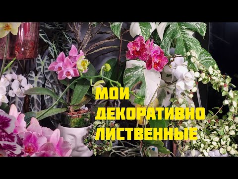 Видео: Мои декоративно лиственные растения. Ну и покупки с орхидиума и просто поговорим😊