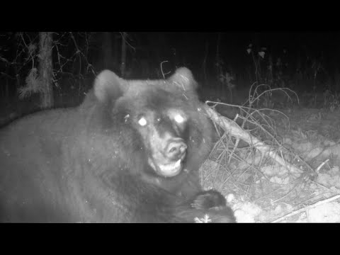 Видео: Этот ГИГАНТ не влез в кадр! Вот что будет, если оставить Яблоки в ЛЕСУ!