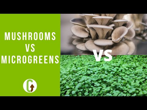 Видео: Выращивание грибов против микрозелени (и почему они хорошо сочетаются) | GroCycle