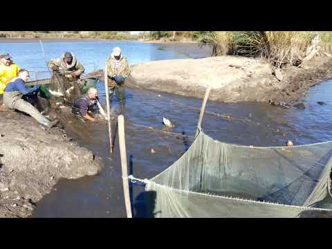 Видео: ВЫЛОВ РЫБЫ НЕВОДОМ.   Тонна рыбы в неводе. Олежка чудит и  ругается!